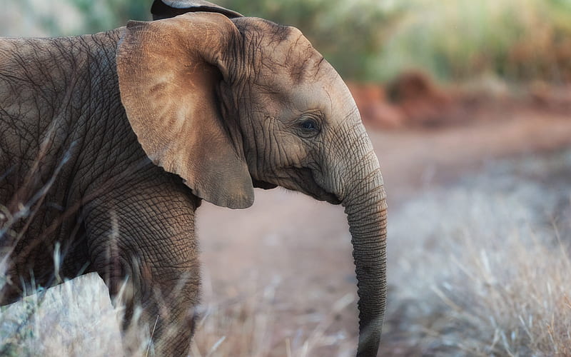 little baby elephant, evening, cute animals, elephants, african animals, wildlife, wild animals, HD wallpaper