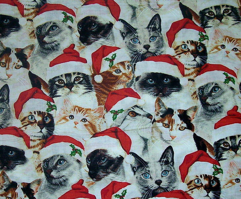 cats collage background