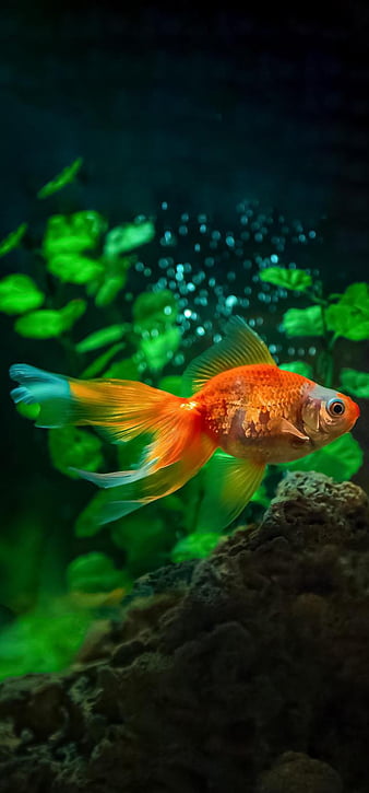 Goldfish HD wallpapers  Pxfuel