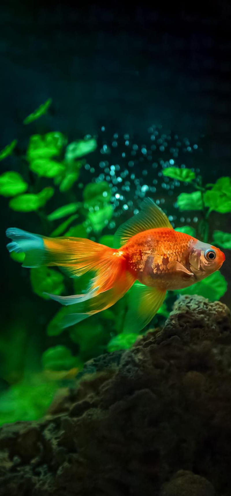Fish, water, sea, gold fish, HD phone wallpaper | Peakpx