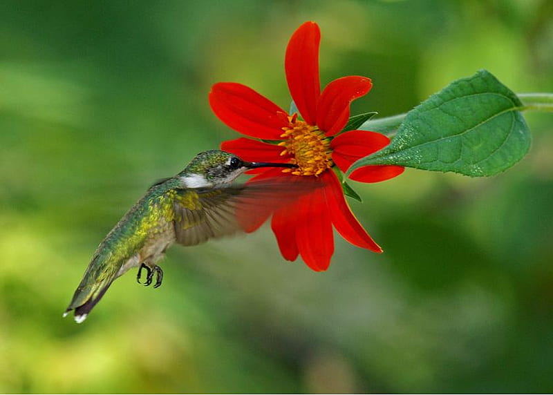 Colibrí, flor, pájaro, animal, Fondo de pantalla HD | Peakpx