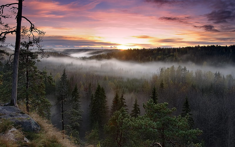 Foggy Sunrise National Park, nature, sunrise, national-park, HD wallpaper