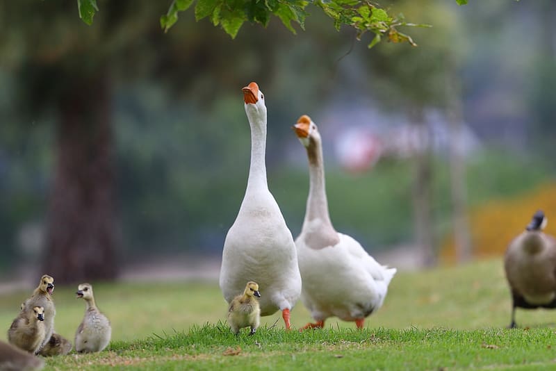 Geese, guse, family, bird, couple, nature, chick, pasari, HD wallpaper