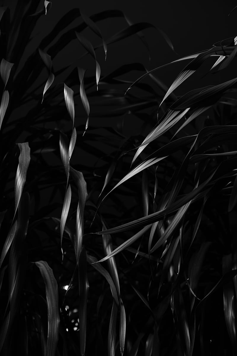 plant, leaves, black, bw, HD phone wallpaper