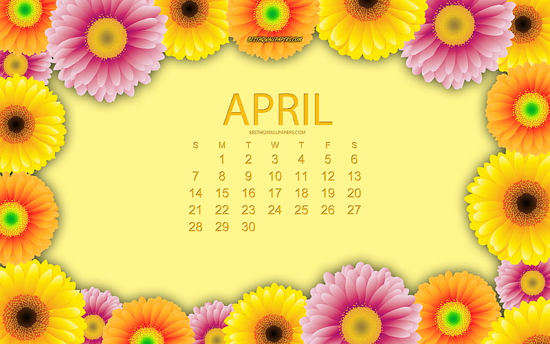 April 2019 calendar, spring, 2019 calendars, spring flowers, chrysanthemums, 2019 calendar with flowers, Calendar for April 2019, yellow background, HD wallpaper