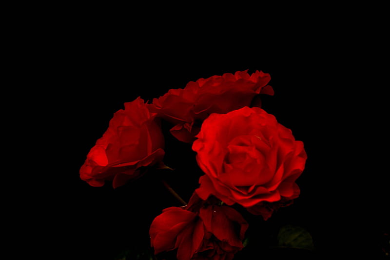 Red Roses, bonito, Roses, Flowers, Gorgeous, HD wallpaper | Peakpx