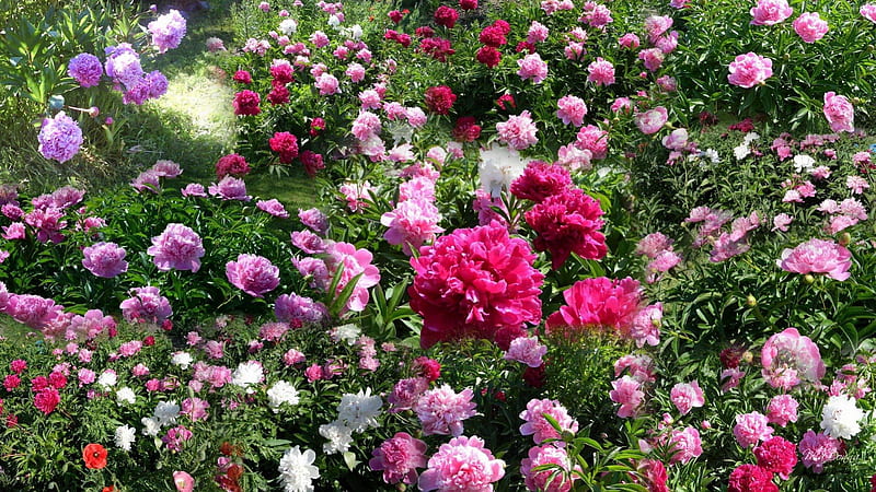 Peony Garden, colorful, fresh, fluffy, spring, collage, peonies, peony, delightful, leaves, bright, summer, flowers, garden, pink, HD wallpaper