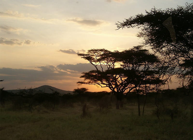 Amazing serengeti national park, sunset, evening, HD wallpaper