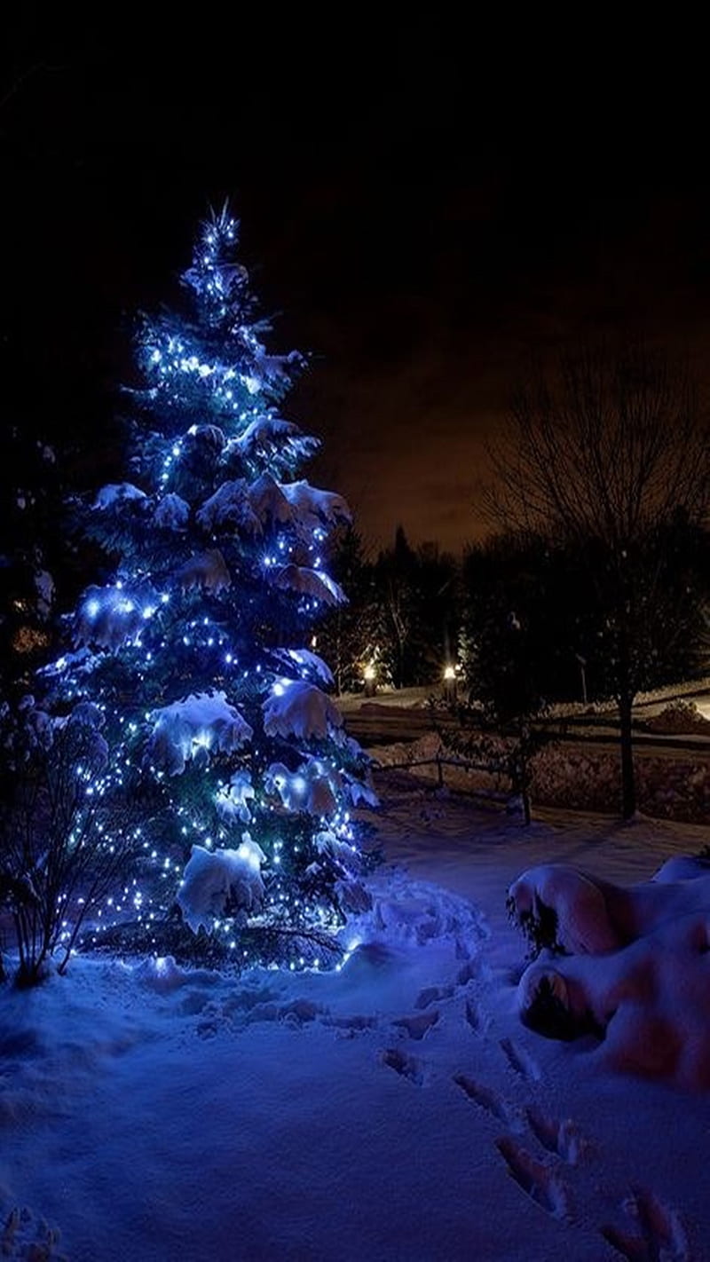 Winter Night, blue, christmas, dark, HD phone wallpaper