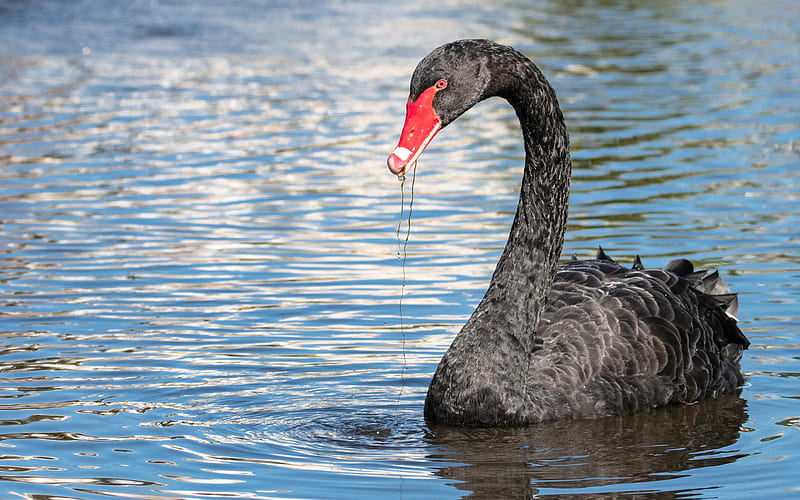 black swan, beautiful bird, lake, black birds, swans, HD wallpaper