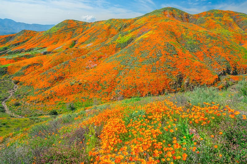 California Super Bloom of Poppies, usa, flowers, poppies, nature, HD wallpaper