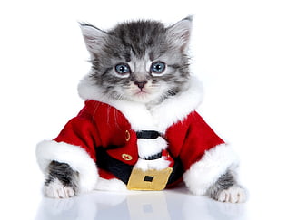 Cute 2024 christmas cat