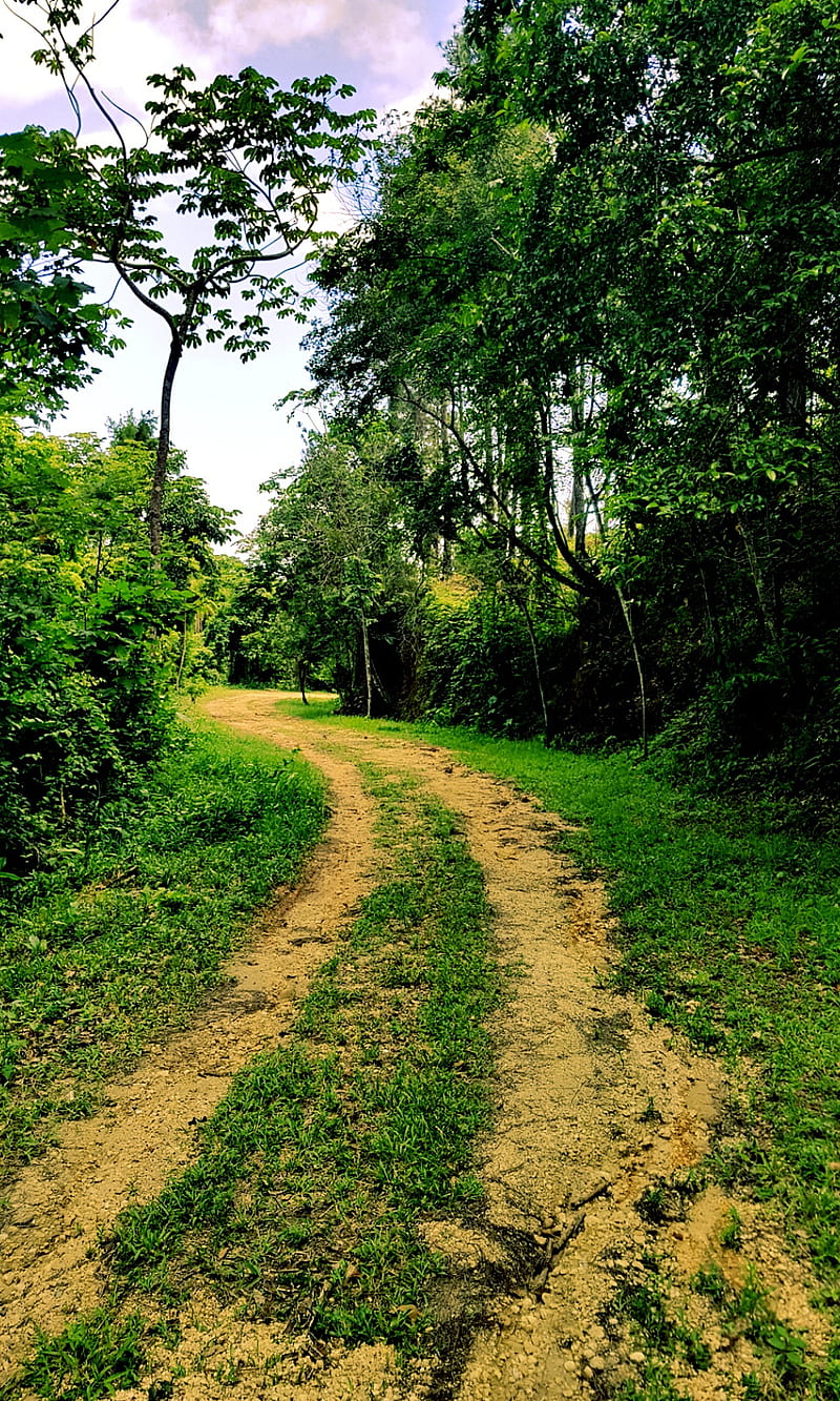 Dirt Road, beauty, green, nature, track, trail, trees, HD phone wallpaper