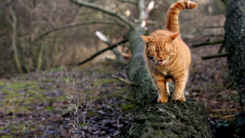 I've lost the way...., tree, lovely, bonito, brown, desperate, funny, cat, HD wallpaper