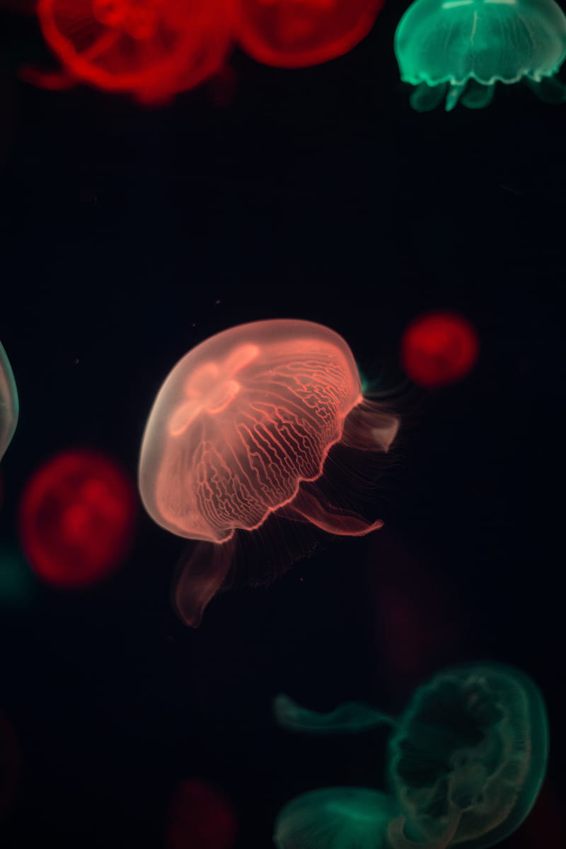 jellyfish, glow, tentacle, water, dark, HD phone wallpaper