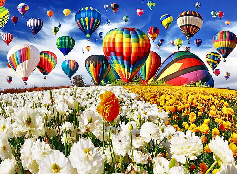Hot Air Balloons Over Flower Field FC, art, flight, bonito, hot air balloons, illustration, artwork, painting, wide screen, flowers, scenery, aviation, HD wallpaper