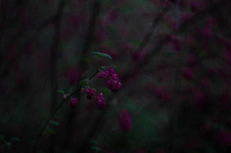 Royal Purple, blur, bokeh, dark, flower, green, nature, HD wallpaper |  Peakpx