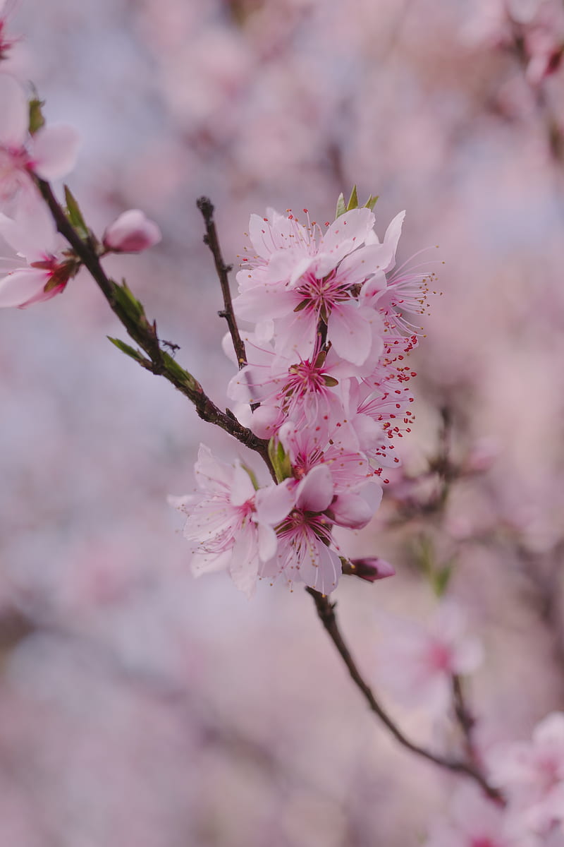 sakura, flowers, petals, branch, spring, macro, pink, HD phone wallpaper