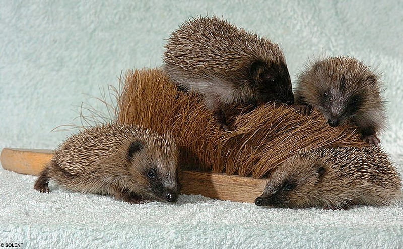 HEDGE HOGS, hedgehogs, rodent, brown, animal, HD wallpaper