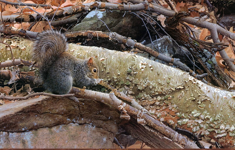 John Mullane * Uptown Squirrel, painting, squirrel, animal, john mullane art, HD wallpaper