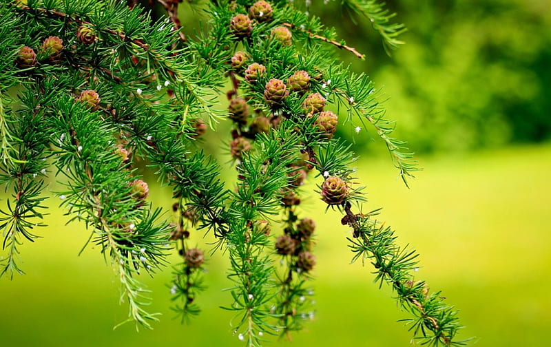 The beauty of nature, pine cones, needles, green, pine, cones, nature, branches, HD wallpaper