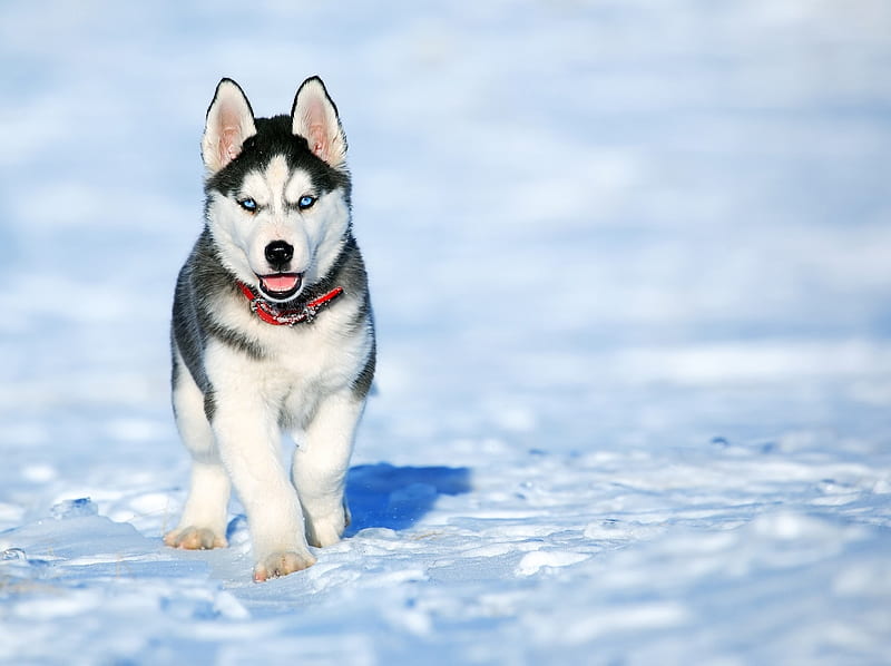 HUSKY CUTE, wolf, dogs, kittens, white, sweet, siberiano, snow, wild, HD wallpaper
