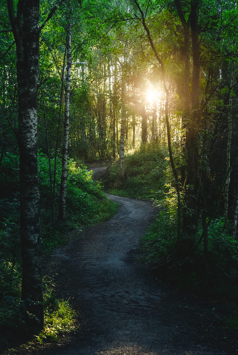 forest, trees, path, sun, light, nature, HD phone wallpaper
