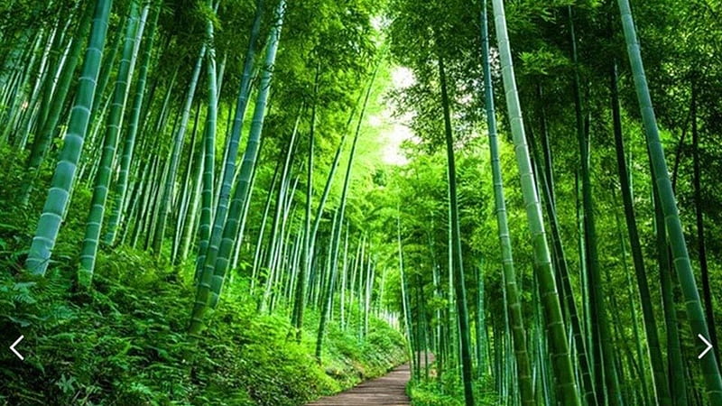 Path Between Worm's Eye View Of Green Bamboo Trees Forest Nature, HD wallpaper