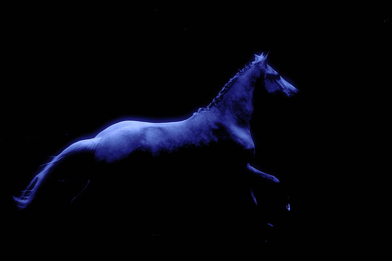 Horse of Ice, black, ice, bonito, white, horse, blue, cold, HD wallpaper
