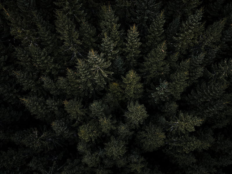 forest, trees, pines, aerial view, HD wallpaper