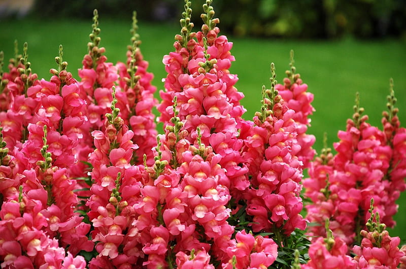 Snapdragon Flowers, grass, summer, flowers, beauty, nature, spring, pink, snapdragons, HD wallpaper
