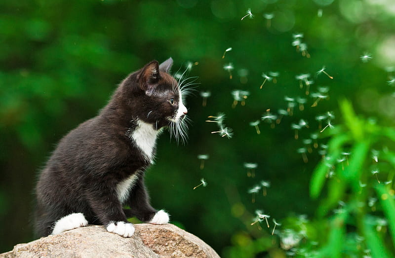 Kitten, wind, black, cat, animal, cute, dandelion, green, summer, pisica, HD wallpaper
