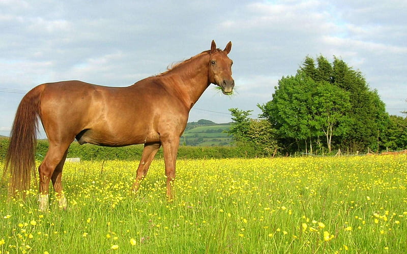 Stallion, farm, gray, cavalo, caballo, horse, animal, HD wallpaper