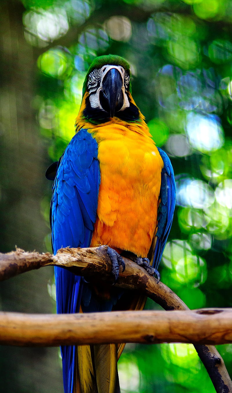 Macaw, parrot, bird, branch, HD phone wallpaper | Peakpx