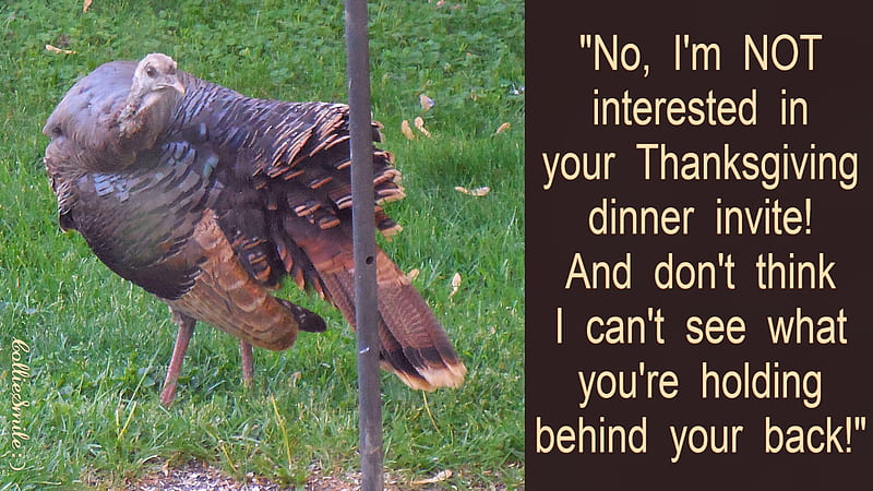 One Smart Turkey! :D, Thanksgiving ho1iday, Thanksgiving, turkey, bird, grass, holiday, feathers, HD wallpaper