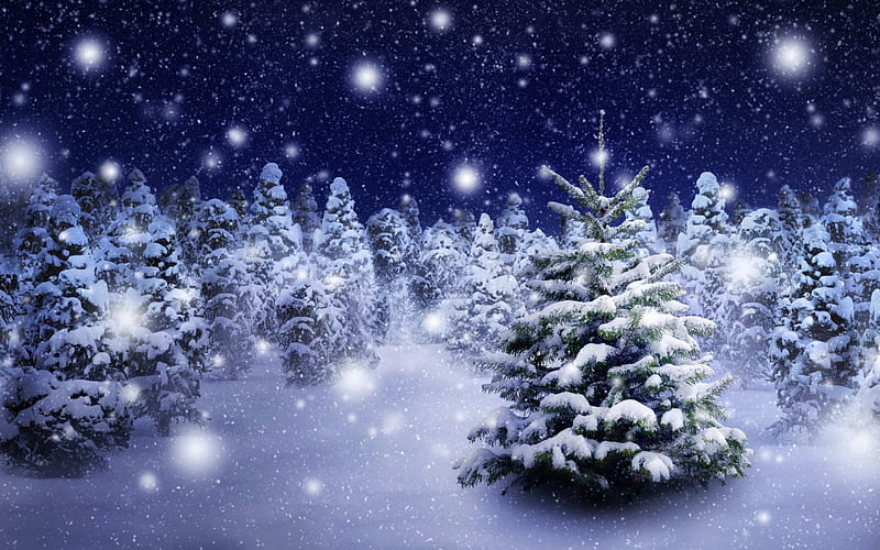 winter, forest, snow, night, trees, HD wallpaper