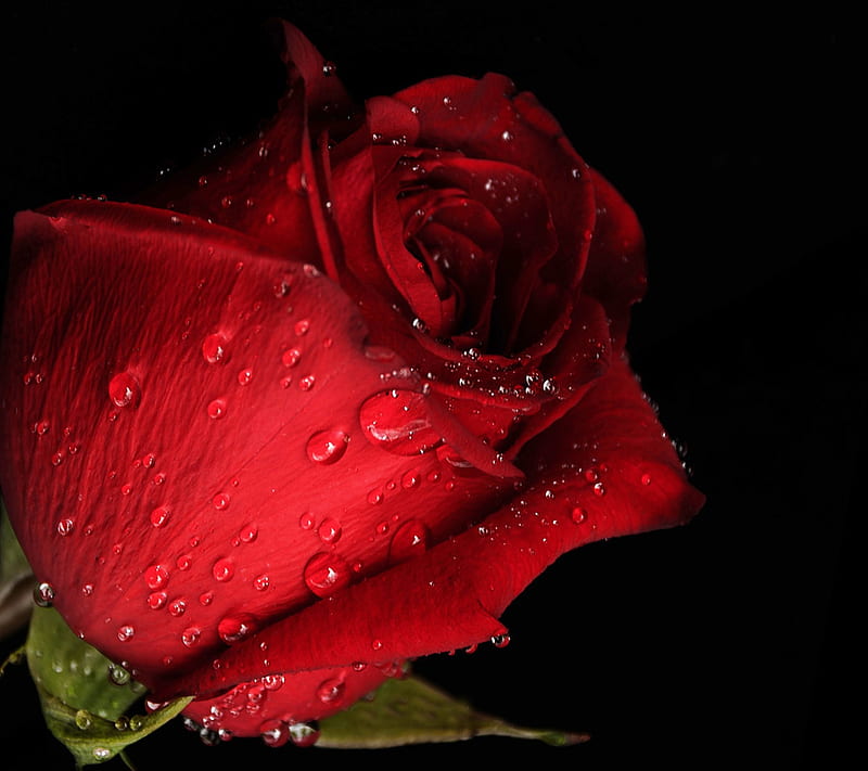 Red Rose, HD wallpaper | Peakpx