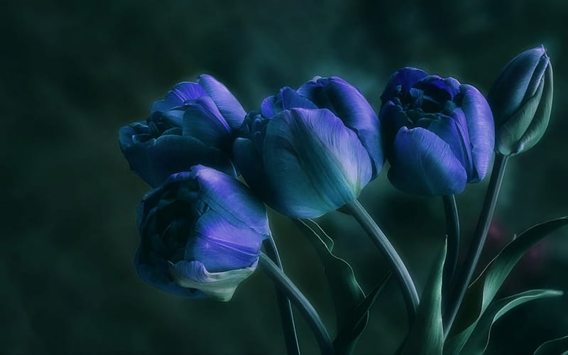 Signs of Springs, art, flowers, nature, tulips, HD wallpaper