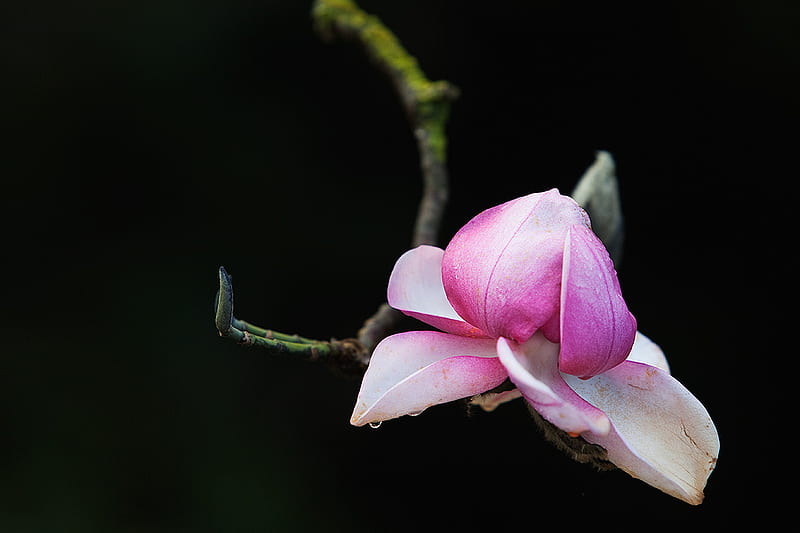 First_Blush, flower, 3d, rose, pink, HD wallpaper | Peakpx
