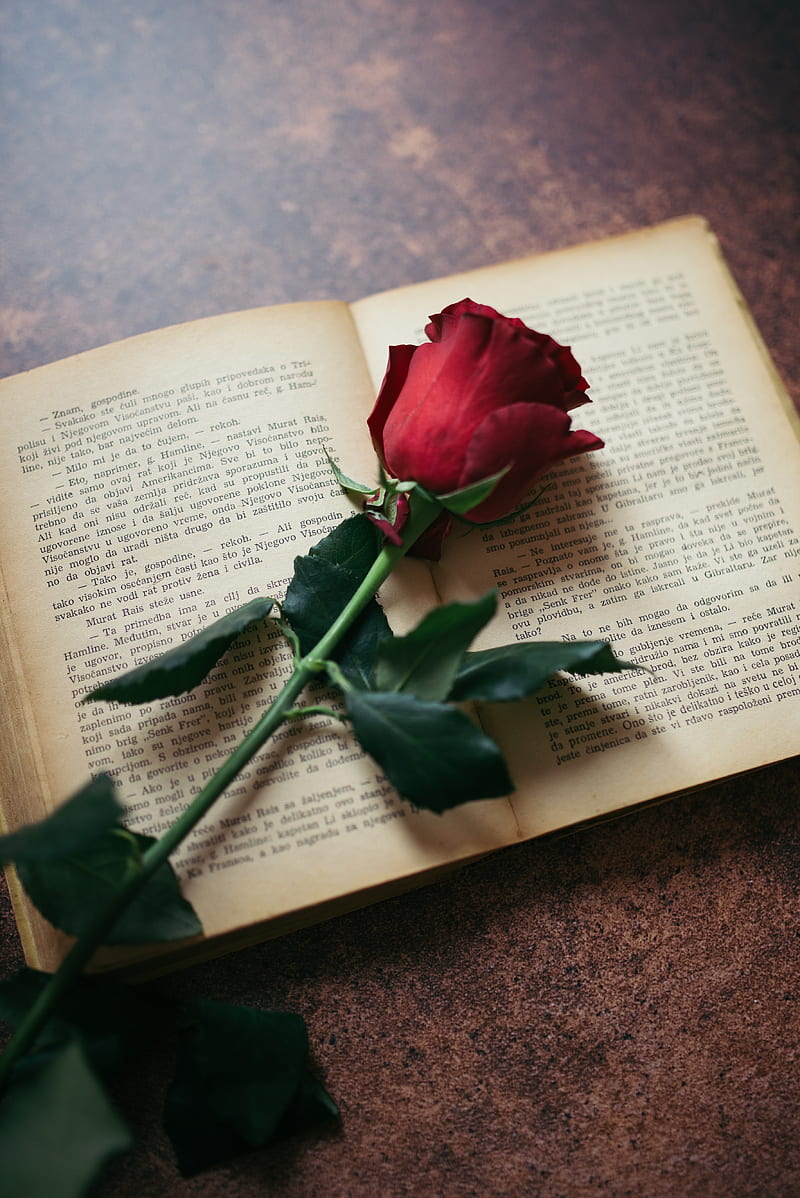 rose, flower, book, pages, HD phone wallpaper