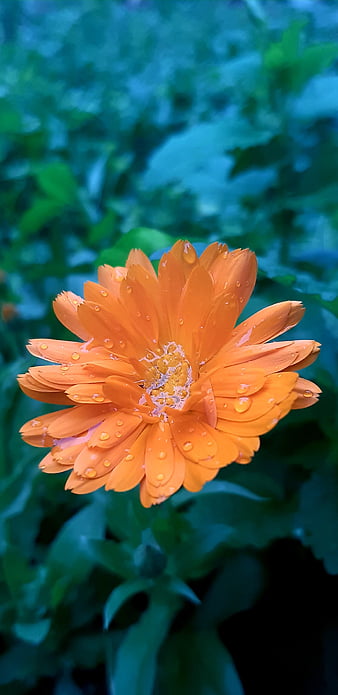 HD calendula-flowers wallpapers | Peakpx