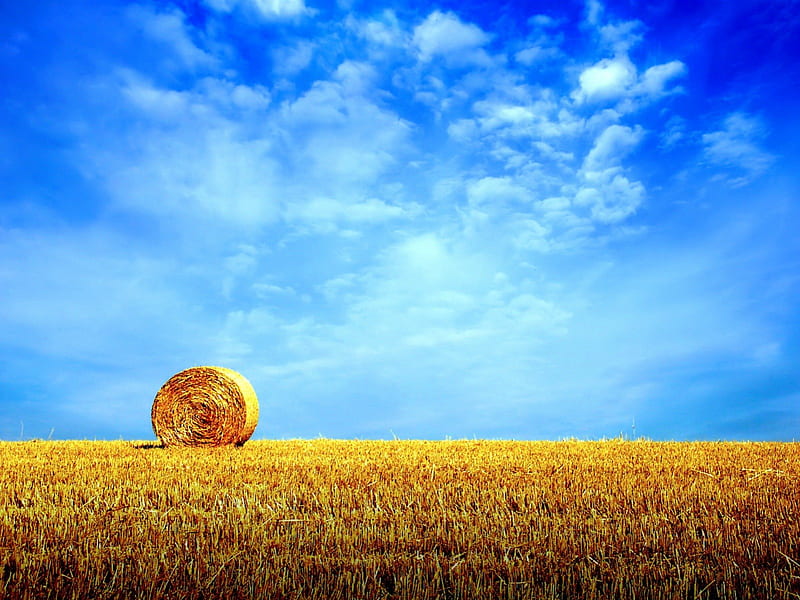 Yellow cornfield and blue, corn, yellow, fields, sky, HD wallpaper