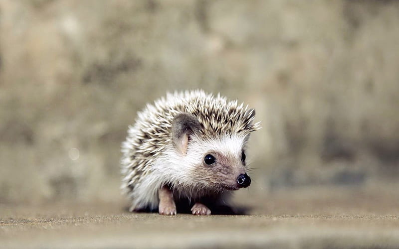Baby Hedgehog, Baby, White, Hedgehod, Animals, HD wallpaper