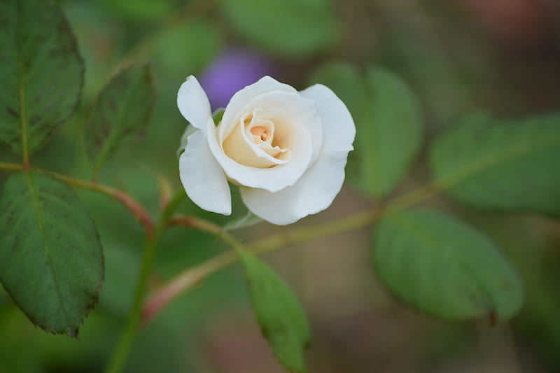 White rose bud, pretty, gardening, rose, Nikon D5200, Nexus, bonito, graphy, rose bud, tripod, romance, dslr, shellandshilo, wedding, happy, copyright , Valentines Day, tiny, macro, flower, digital, garden, nature, white, horticulture, HD wallpaper