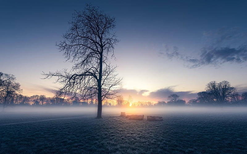 Misty Morning, Sky, Foggy, Tree, Field, Sunrise, HD wallpaper