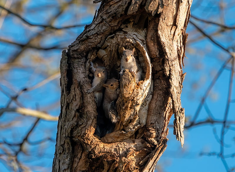 squirrels, rodents, cute, hollow, tree, bark, HD wallpaper