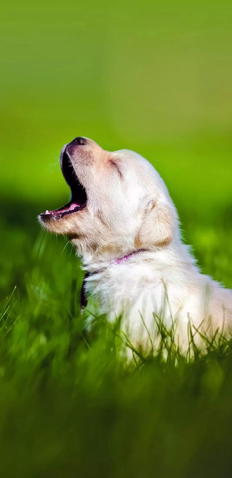 Dog, labrador, grandma, white, wolf, animal, cute, anime, pet, you, HD  phone wallpaper | Peakpx