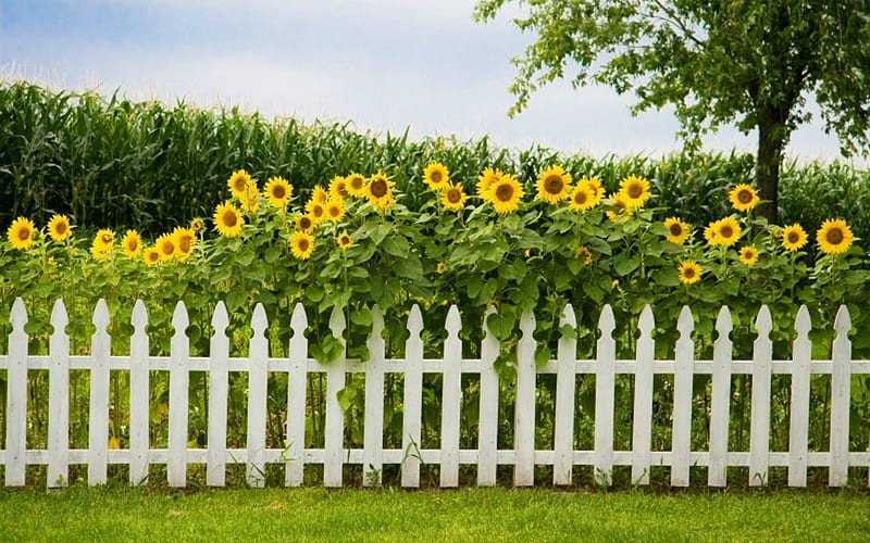 Sunflower Garden, fence, corn, tree, sunflowers, garden, HD wallpaper