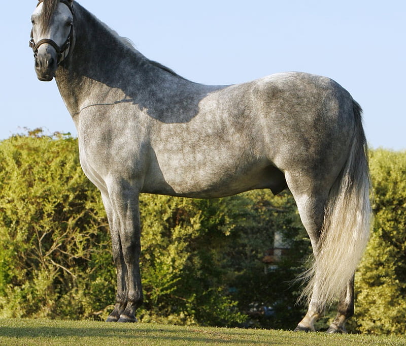 Gray Stallion, stallion, cavalo, horse, animal, HD wallpaper