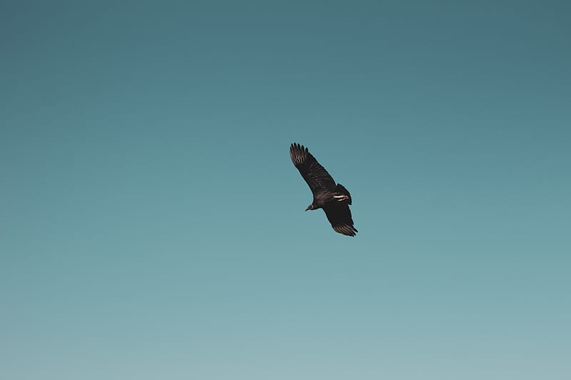 vulture, bird, sky, fly, soar, HD wallpaper